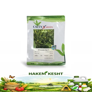 بذر خیار وزیر 500عددی